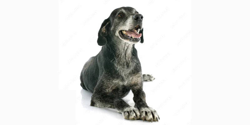 Alimento para perros y gatos senior