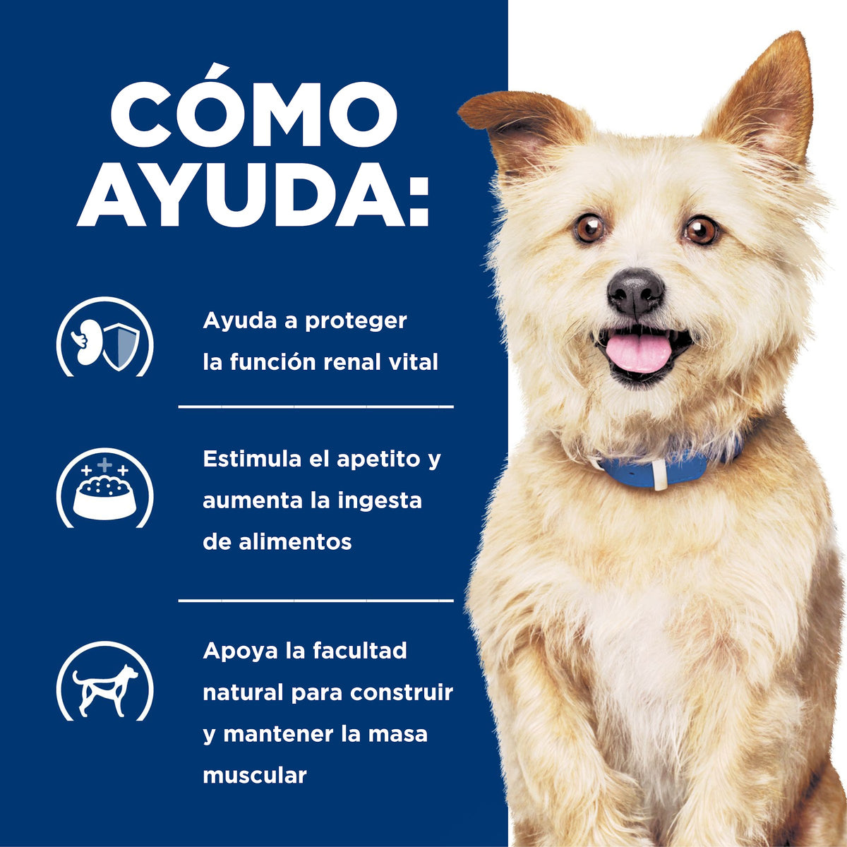 Hill's Prescription Diet k/d Cuidado Renal – Alimento Seco para Perros 1,5 kg