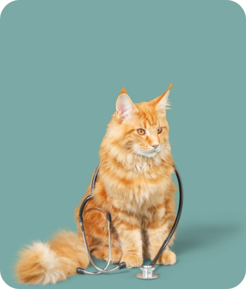 Consultas veterinarias